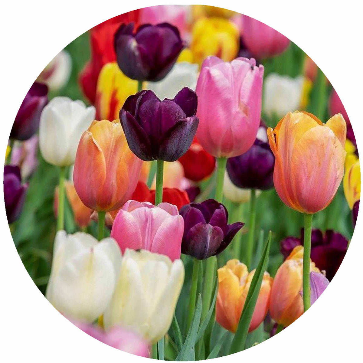 Multi Tulips: Jar Opener